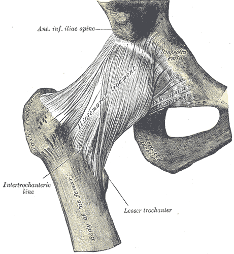 Right hip-joint from the front (Spalteholz, en Gray, 1918)