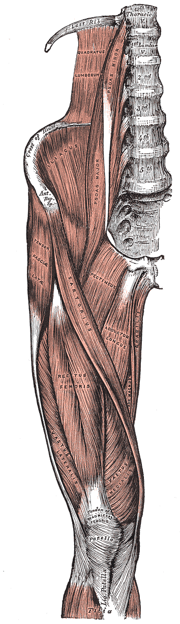 Muscles of the iliac and anterior femoral regions (Gray, 1918)