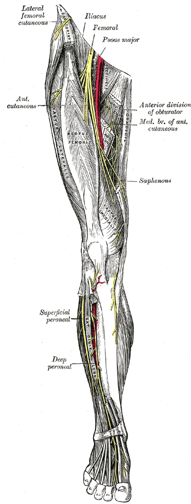 Nerves of the right lower extremity, front view (Gray, 1918)