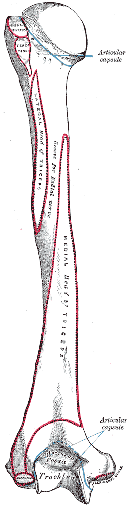 Húmero izquierdo, vista posterior (Gray, fig. 208)