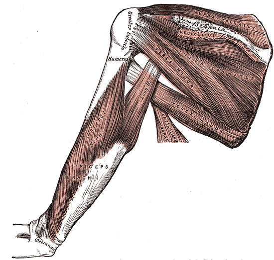 Músculos dorsales de la escápula y tríceps braquial (Gray, fig. 412)
