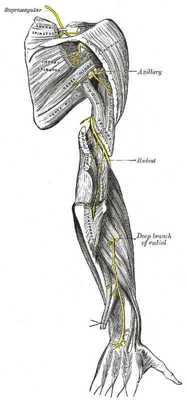 Nervios supraescapular, axilar y radial (Gray, fig. 818)