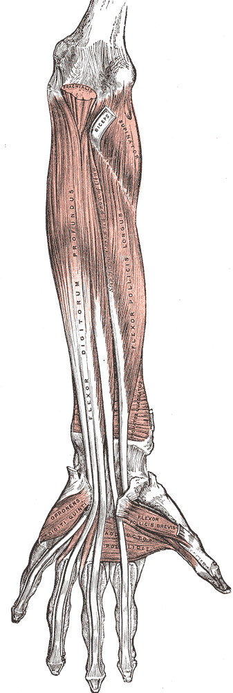 Músculos profundos de la cara anterior del antebrazo (Gray's Anatomy 1918, fig. 415)