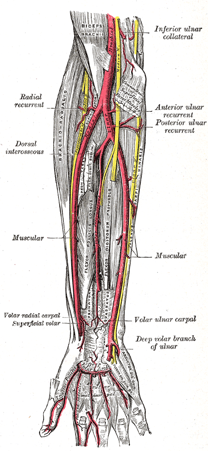 Arterias de la cara anterior del antebrazo (Gray's Anatomy 1918, fig. 528)