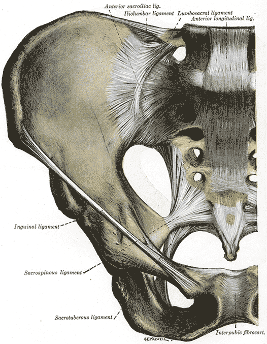 Anterior articulations of pelvis (Quain)