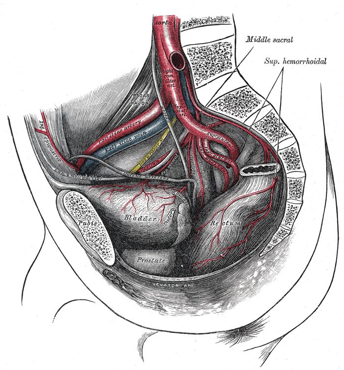 The arteries of the pelvis (male)