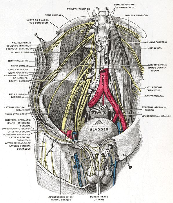 Deep and superficial dissection of the lumbar plexus (Testut)