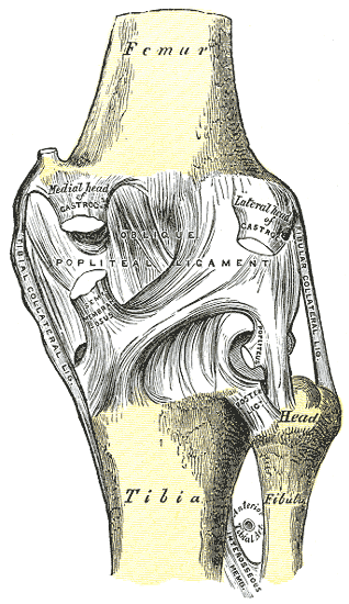 Rodilla derecha, vista posterior