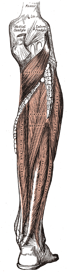 Músculos profundos de la cara posterior de la pierna
