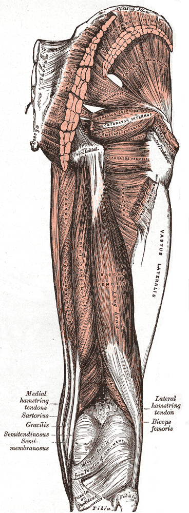 Posterior view of the upper leg