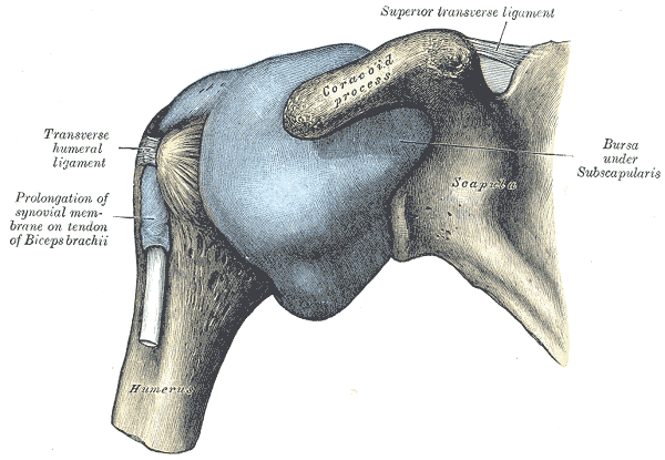 Capsule of shoulder-joint (distended). Anterior aspect