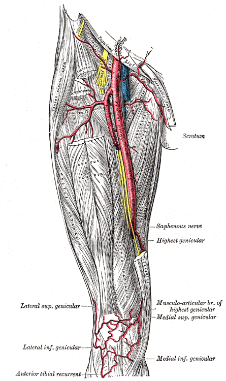 Arterias del muslo y red genicular de la rodilla (lámina 550)