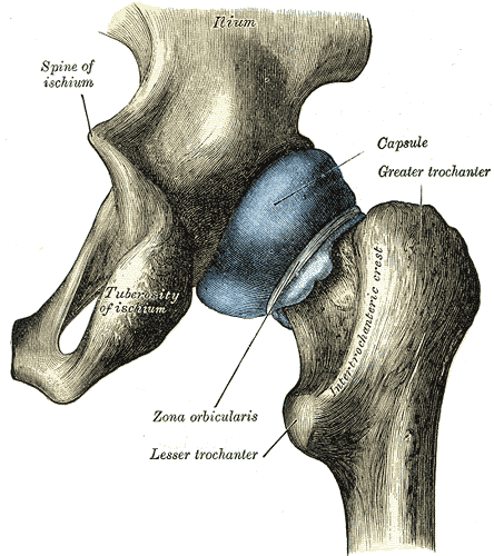 Cápsula de la cadera distendida, cara posterior (Gray's Anatomy 1918, lámina 343)