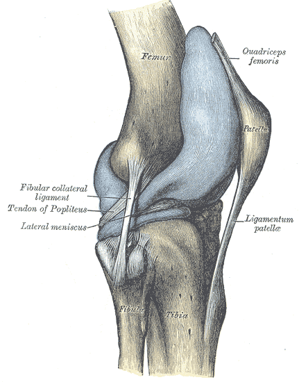 Cápsula de la rodilla derecha distendida, cara lateral (Gray's Anatomy 1918, lámina 351)
