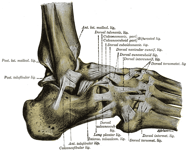 Ligamentos de la cara lateral del pie y del tobillo (Gray, lámina 355)