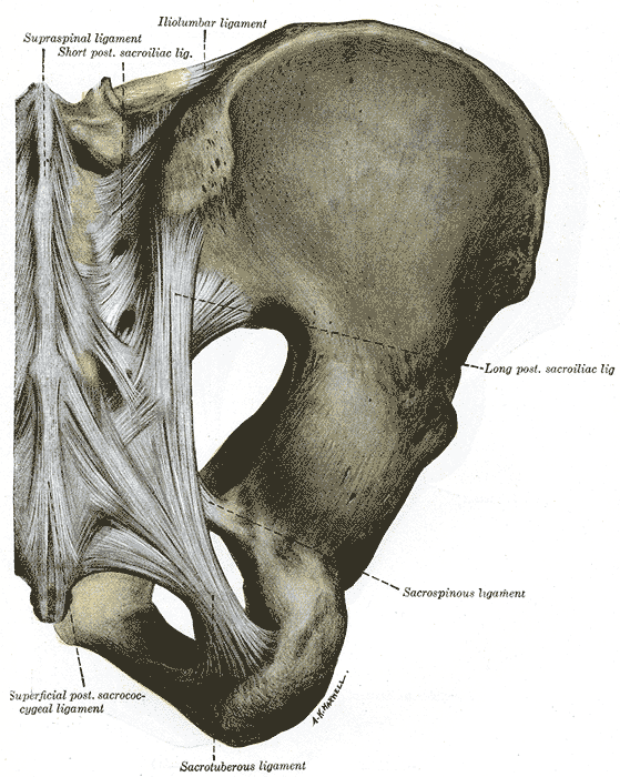 Articulaciones posteriores de la pelvis