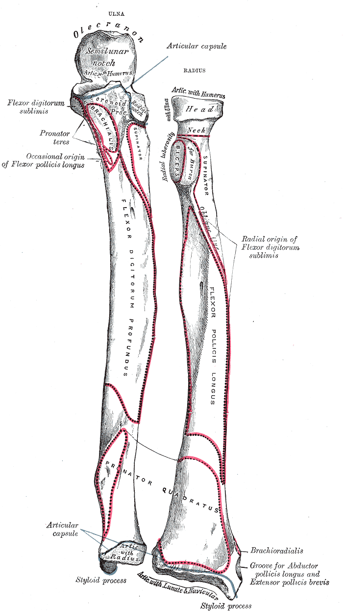 Huesos del antebrazo izquierdo, cara anterior