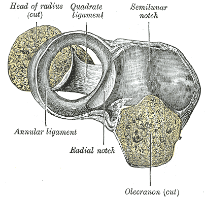 Ligamento anular del radio visto desde arriba
