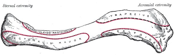 Clavícula izquierda, cara superior (Gray's Anatomy 1918, lámina 200)