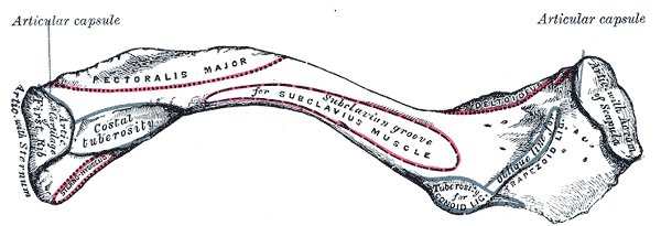 Clavícula izquierda, cara inferior (Gray's Anatomy 1918, lámina 201)