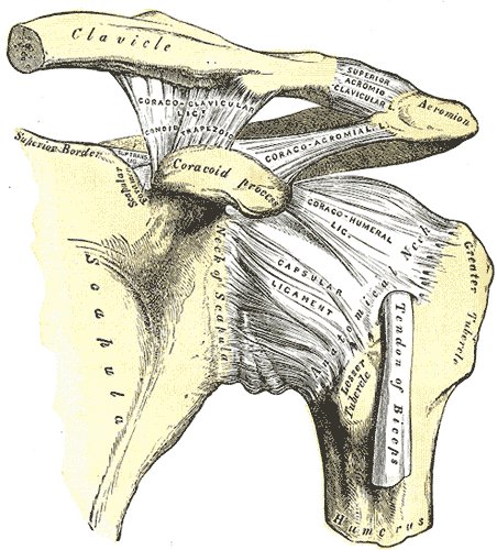 Hombro izquierdo y articulaciones acromioclavicular, con los ligamentos propios de la escápula (Gray's Anatomy 1918, lámina 326)