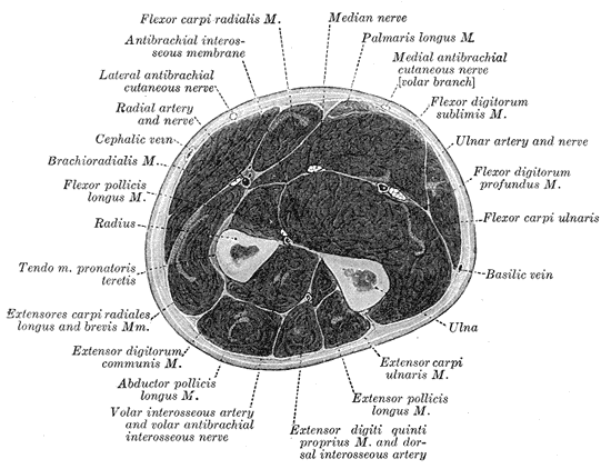 Corte transversal del antebrazo (lámina de Gray)