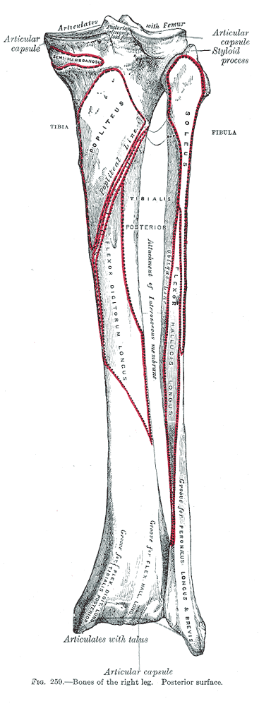 Huesos de la pierna derecha, cara posterior