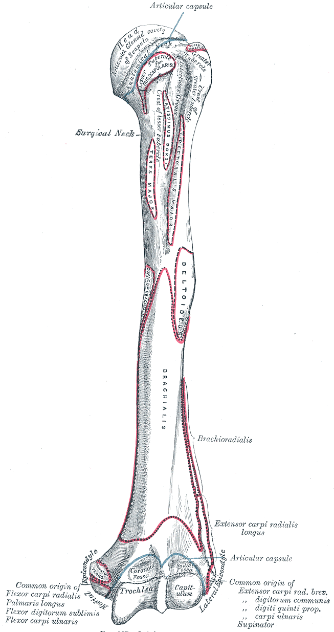 Húmero izquierdo, cara anterior, con cuello anatómico, cuello quirúrgico, tuberosidades y surco bicipital