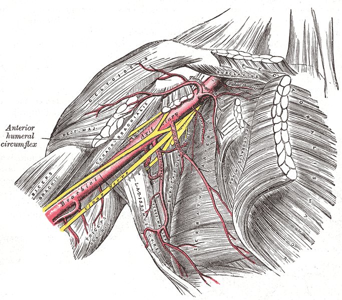 Arteria axilar y sus ramas, con la circunfleja humeral anterior rotulada