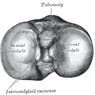 Superficie superior de la tibia derecha