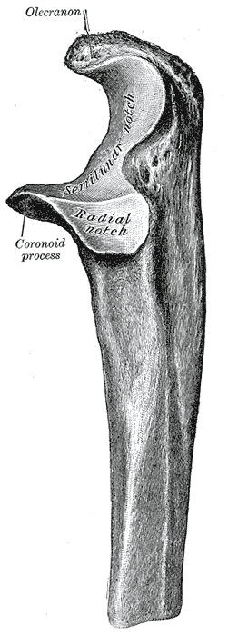 Extremidad superior del cúbito izquierdo, vista lateral (Gray's Anatomy 1918, fig. 212)