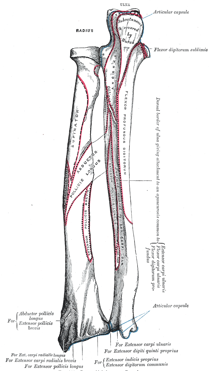 Huesos del antebrazo izquierdo, cara posterior, con inserciones musculares (Gray's Anatomy 1918, fig. 214)