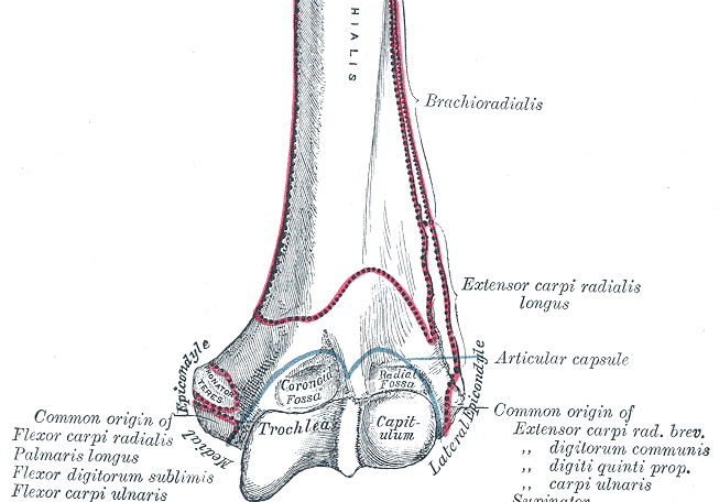 Extremo distal del húmero izquierdo, cara anterior (Gray's Anatomy 1918, lámina 207, recortada)