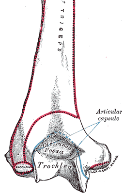 Extremo distal del húmero izquierdo, cara posterior (Gray's Anatomy 1918, lámina 208, recortada)