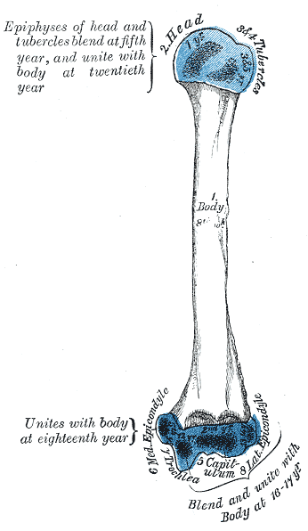Desarrollo del húmero por centros de osificación (Gray's Anatomy 1918, lámina 210)