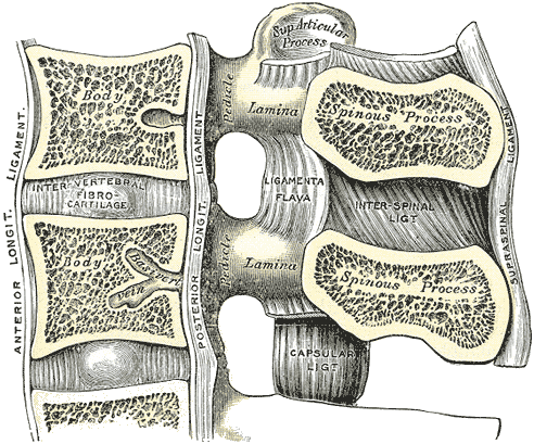 Corte sagital medio de dos vértebras lumbares y sus ligamentos