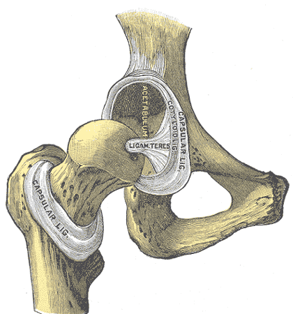 Articulación de la cadera, vista anterior (cápsula en gran parte retirada)