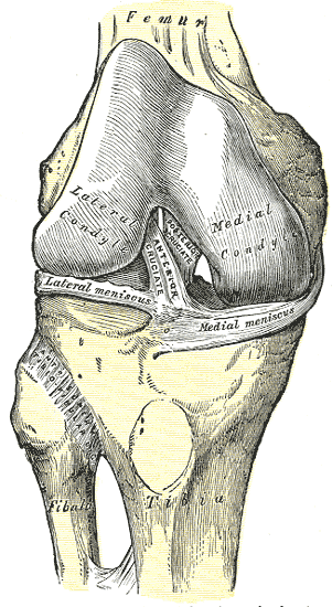 Rodilla derecha vista de frente, con los ligamentos internos
