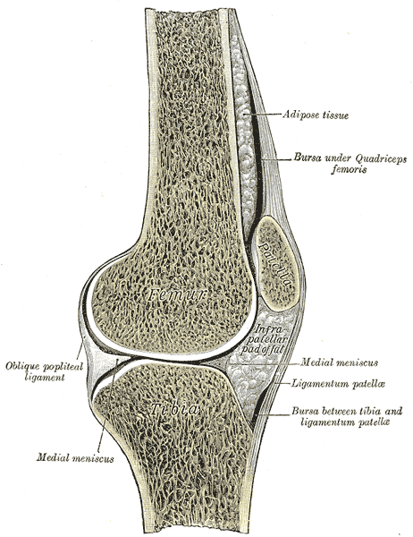 Corte sagital de la rodilla derecha