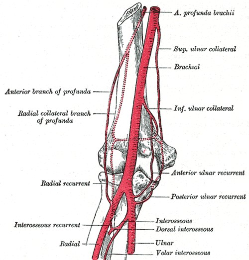 Arterias del brazo y del codo (lámina 526 de Gray, 1918)