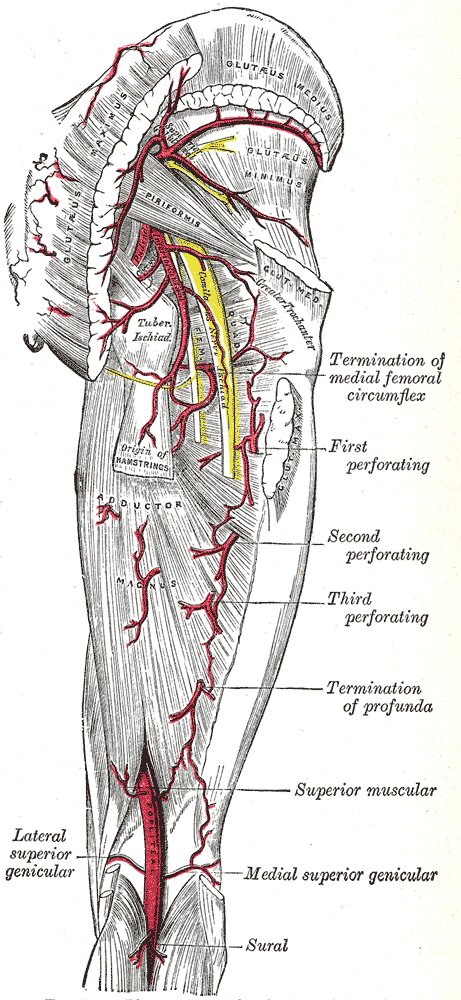 Arterias de la región glútea y de la cara posterior del muslo (lámina 544 de Gray, 1918)