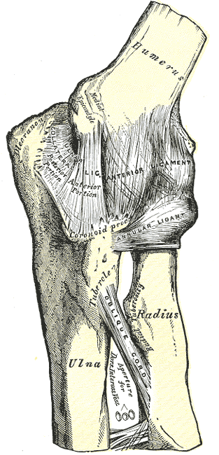 Articulación del codo izquierdo, vista anterior y medial (Gray's Anatomy 1918, fig. 329)