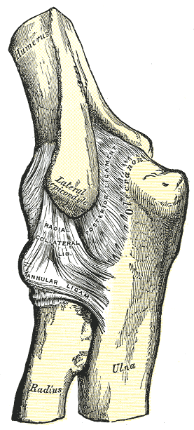 Articulación del codo izquierdo, vista posterior y lateral (Gray's Anatomy 1918, fig. 330)