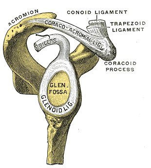 Fosa glenoidea del lado derecho con su reborde (Gray, fig. 328)