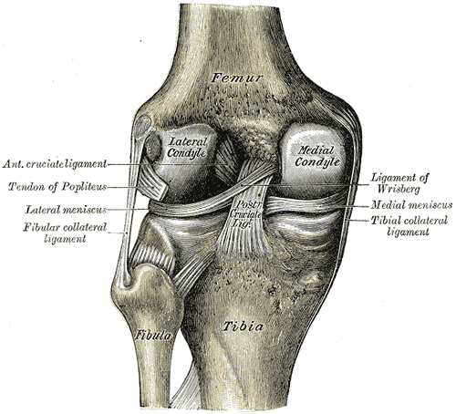 Rodilla izquierda vista desde atrás, con los ligamentos internos (Gray's Anatomy 1918, fig. 348)