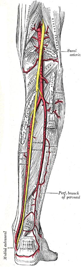 Arterias de la pierna vistas desde atrás, con la poplítea y sus ramas (Gray's Anatomy 1918, fig. 551)