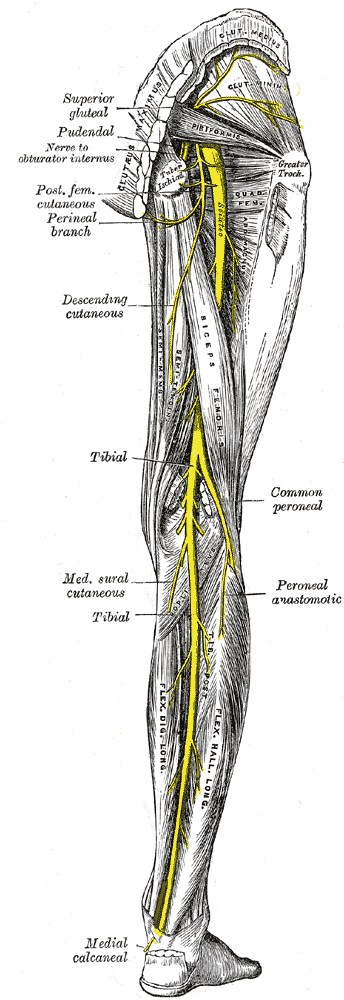 Nervios del miembro inferior derecho, vista posterior (Gray's Anatomy 1918, fig. 832)