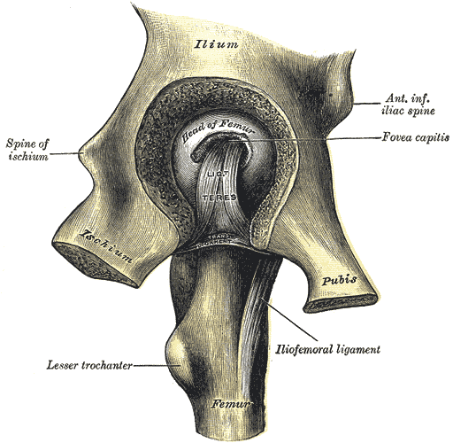 Cadera izquierda abierta desde dentro de la pelvis