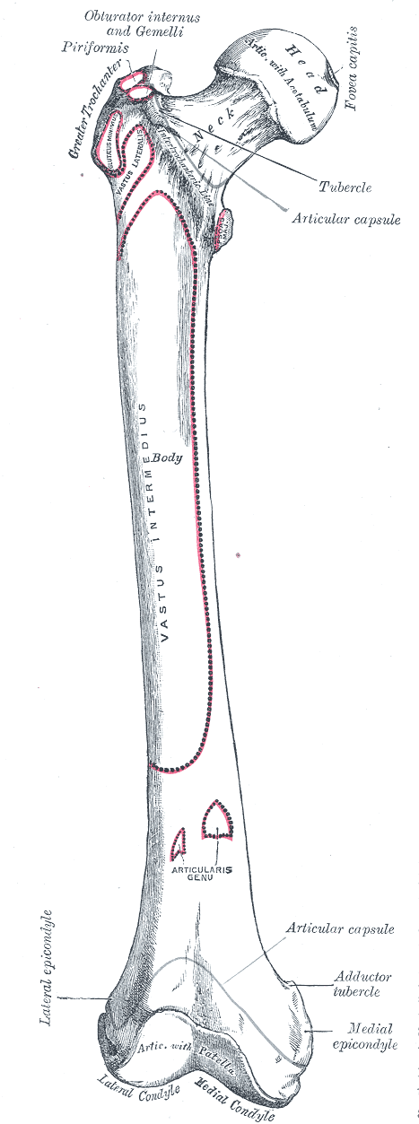 Fémur derecho, cara anterior (Gray, Anatomy of the Human Body, 1918)