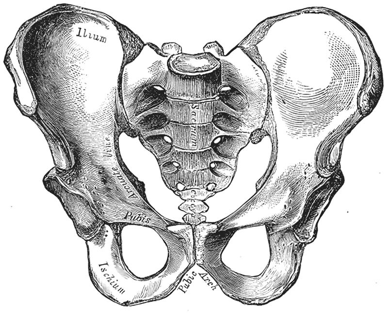 Pelvis masculina, vista anterosuperior
